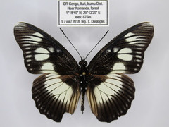 Pseudacraea lucretia protracta