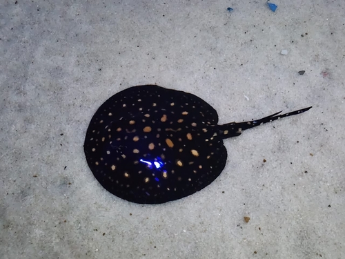 Bigtooth river stingray (Potamotrygon henlei) — Potamotrygonidae — 2