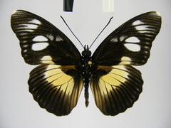 Pseudacraea lucretia protracta