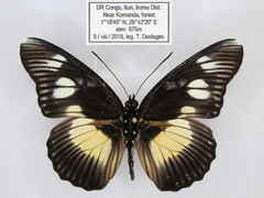 Pseudacraea lucretia protracta