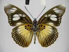 Pseudacraea lucretia protracta