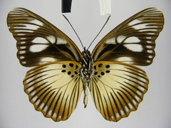 Pseudacraea lucretia protracta