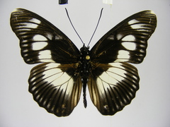 Pseudacraea lucretia protracta