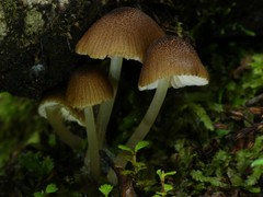 Entoloma squamiferum