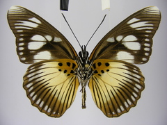 Pseudacraea lucretia