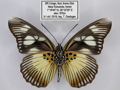 Pseudacraea lucretia protracta