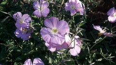 Oenothera speciosa
