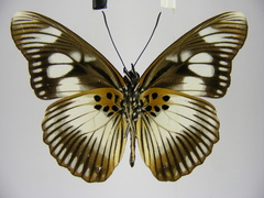 Pseudacraea lucretia protracta