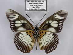 Pseudacraea lucretia protracta