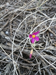 Oxalis droseroides