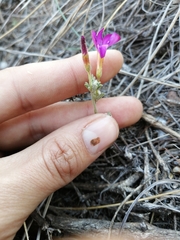 Oxalis droseroides