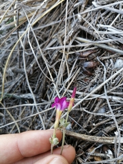 Oxalis droseroides