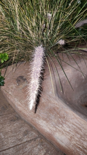 Fountain Grass