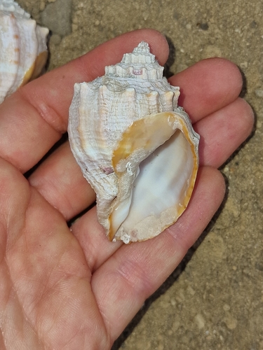 Cancellaria cassidiformis observed 2024-04-25