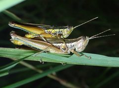 Bermius odontocercus
