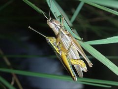 Bermius odontocercus