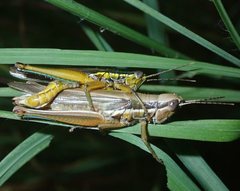Bermius odontocercus