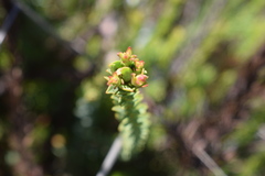 Leucadendron stellare