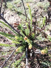 Leucadendron stellare