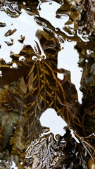 Stephanocystis