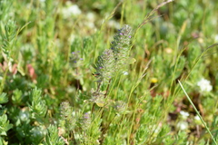 Pogogyne zizyphoroides