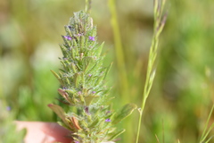 Pogogyne zizyphoroides