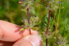 Pogogyne zizyphoroides
