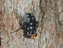 Chrysorutilia