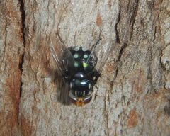Chrysorutilia