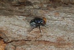 Chrysorutilia