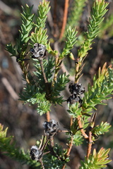 Leucadendron stellare