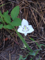 Calochortus lyallii