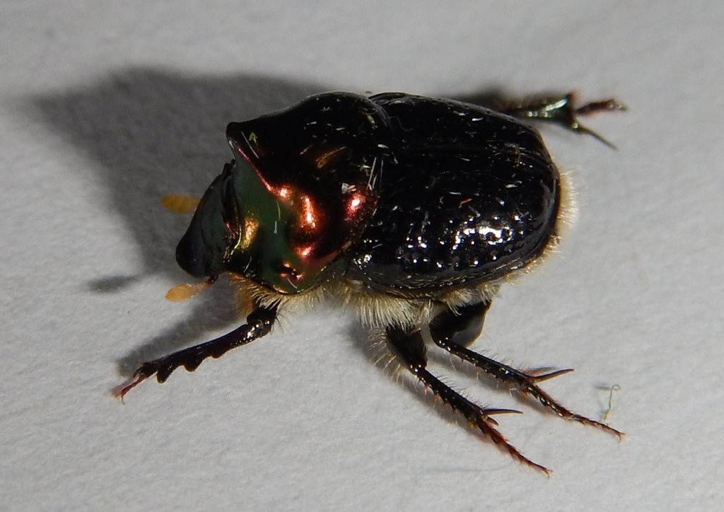 Onthophagus dandalu