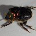 Onthophagus dandalu - Photo (c) donnamareetomkinson, algunos derechos reservados (CC BY-NC-SA), subido por donnamareetomkinson