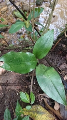 Cryptostylis arachnites