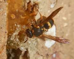 Epsilon chartergiforme