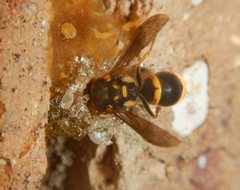 Epsilon chartergiforme