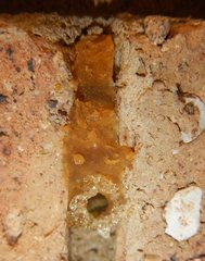 Epsilon chartergiforme