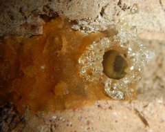 Epsilon chartergiforme