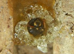 Epsilon chartergiforme