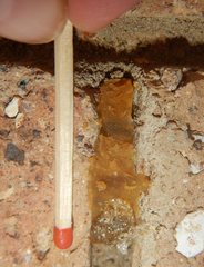 Epsilon chartergiforme