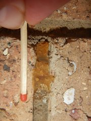 Epsilon chartergiforme