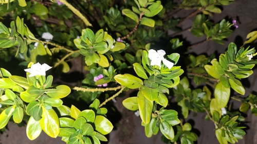 Madagascar Periwinkle