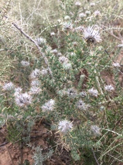 Aspalathus aculeata