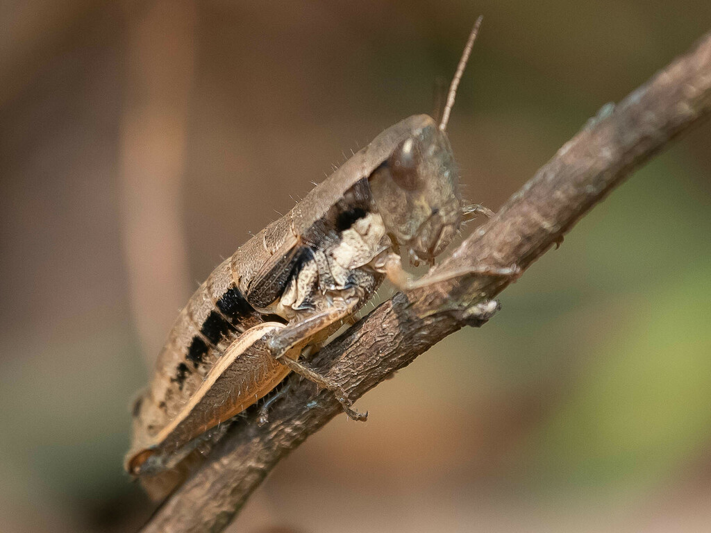 Nepalocaryanda
