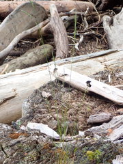 Festuca occidentalis