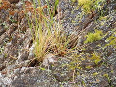 Festuca occidentalis
