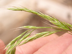 Festuca occidentalis
