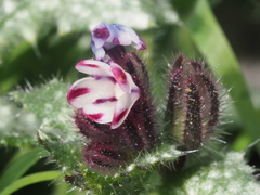 Anchusa variegata
