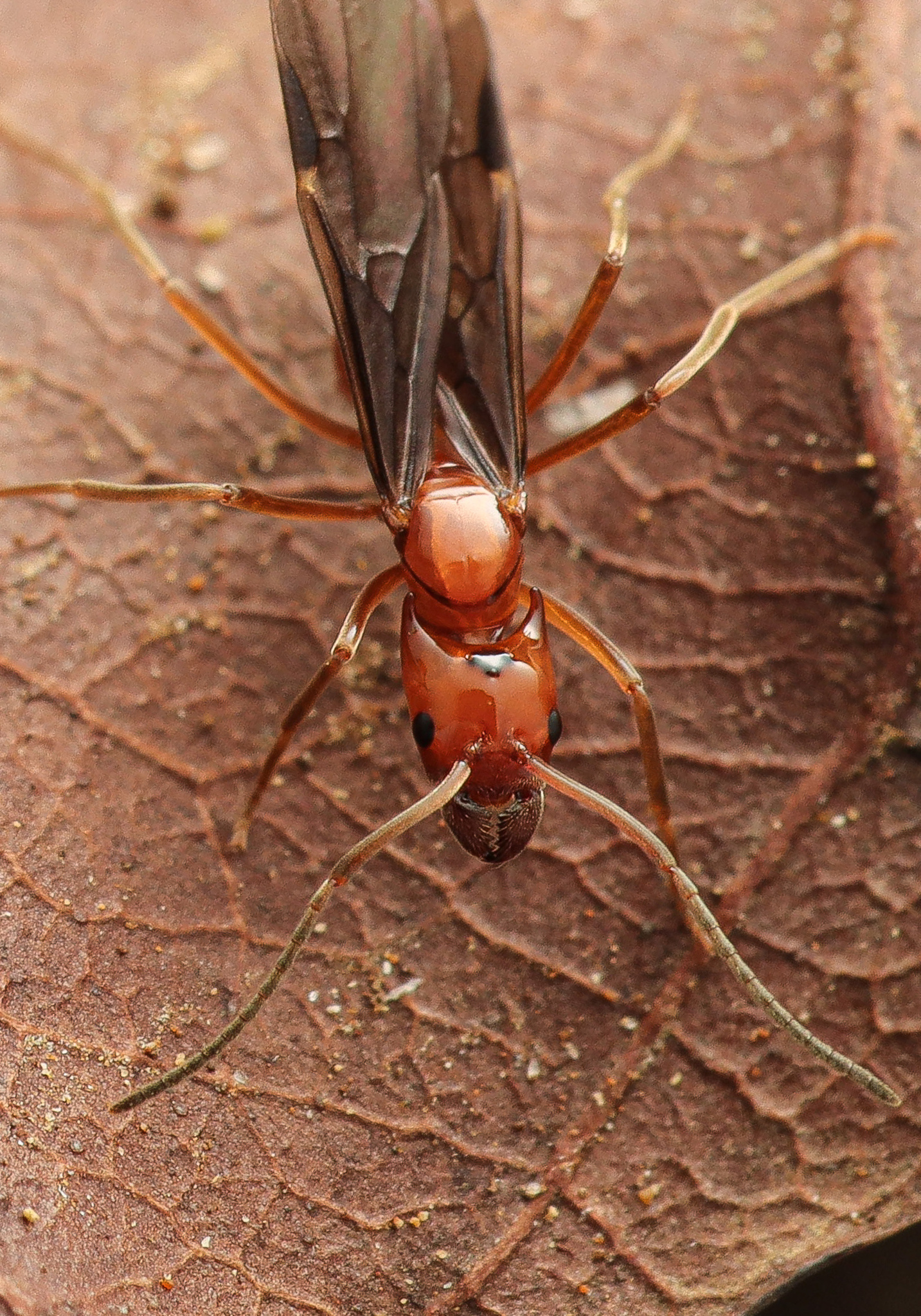 Azteca diabolica